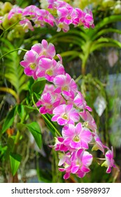 Beautiful purple orchid blooms. - Shutterstock ID 95898937