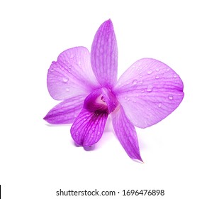 Beautiful purple orchid (dendrobium bigibbum) or Anggrek Larat, bright purple color from the Larat region, Maluku Indonesia.