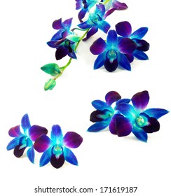 beautiful purple orchid flowers set  