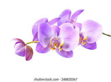 Beautiful Purple Orchid On A White Background