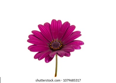 African Daisy の画像 写真素材 ベクター画像 Shutterstock