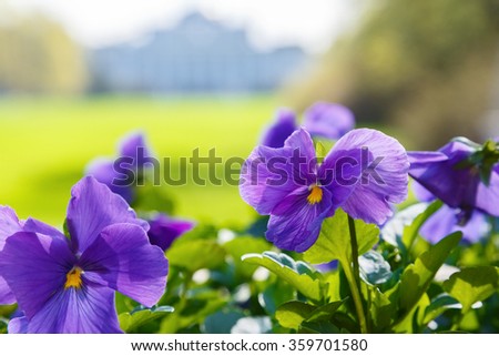 Similar – Image, Stock Photo pansies Pansy