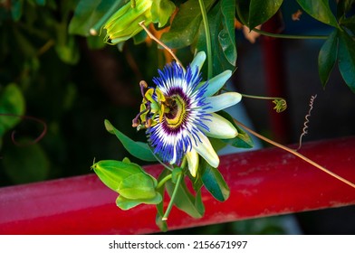 Beautiful Purple Passionflower In Greece