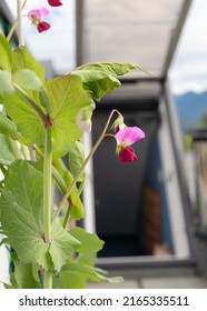 Beautiful Purple Pea Blossom, Close Up. Purple Mist Snow Pea Heirloom Plant Growing In Roof Top Garden. Urban Self-sufficient Small Space Container Gardening. Defocused Roof Hatch And Mountains.