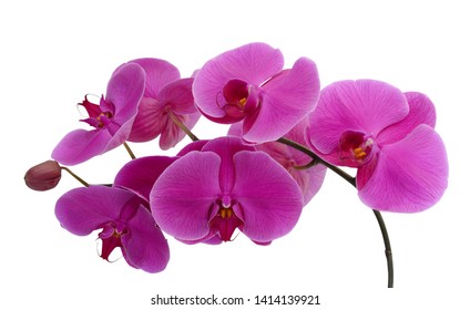 beautiful purple Phalaenopsis orchid flowers, isolated on white background - Powered by Shutterstock