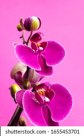 Beautiful Flower Orchid Woman Images Stock Photos Vectors Shutterstock