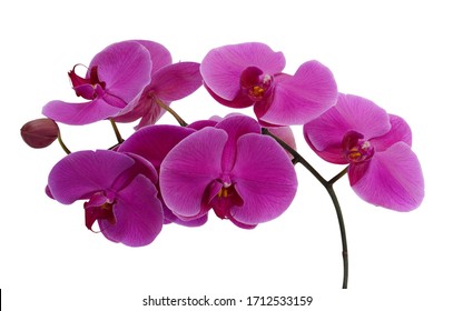 Orchidee Hd Stock Images Shutterstock