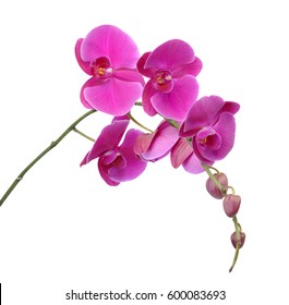 Orchidee Images Photos Et Images Vectorielles De Stock Shutterstock