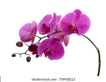 beautiful purple Phalaenopsis orchid flowers, isolated on white background