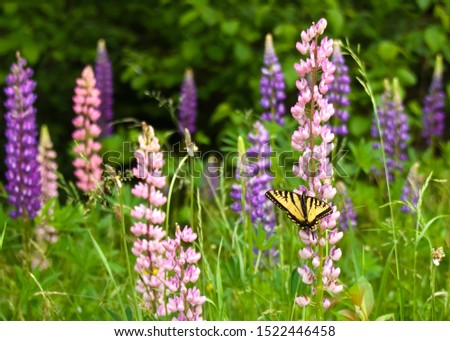 Beautiful purple and pink lupine flowers blooming in mass.