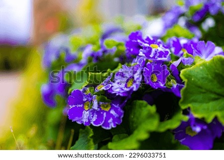Beautiful purple primrose flowers close up