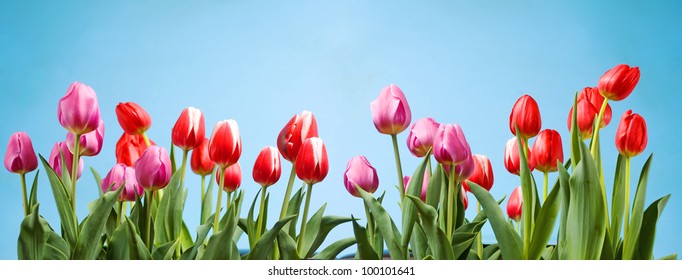 Beautiful purple and red tulips against a blue spring sky.
