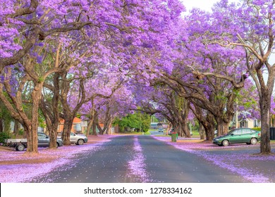 Beautiful purple road