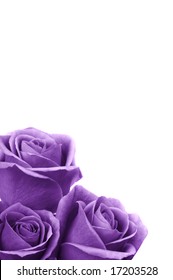 Beautiful Purple Roses