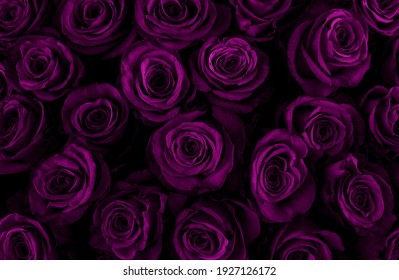 Beautiful purple roses background. Color of the holiday. Gift to a woman. Deep purple color.