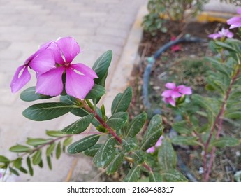 Beautiful purple rosy periwinkle or in Bahasa Malaysia called 'bunga kemunting cina' or 'bunga tapak dara'. Photographed in selective focus.