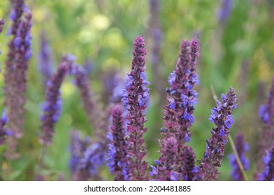 Beautiful Purple Sage Flowers Blooms In The Kyrgyz Mountains. Flower Background. Medical Herb Of Kyrgyzstan. Wallpaper. Purple Wild Flower. Botanical Concept. Encyclopedia. Medicinal Plant. Copy Space