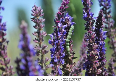 Beautiful Purple Sage Flowers Blooms In The Kyrgyz Mountains. Flower Background. Medical Herb Of Kyrgyzstan. Wallpaper. Purple Wild Flower. Botanical Concept. Encyclopedia. Medicinal Plant. Copy Space