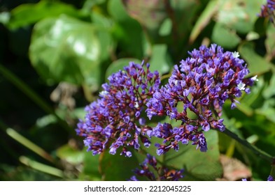 Beautiful Purple Sea Lavender In A Park