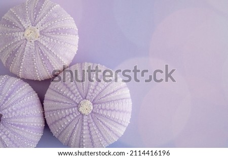 Beautiful Purple Sea Urchin Shells on a Purple Surface