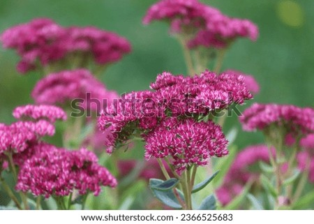 Beautiful purple sedum flowers in the autumn garden. Beautiful purpure flowers of Hylotelephium spectabile in autumn garden. Its common names include showy stonecrop, ice plant, and butterfly stonecro