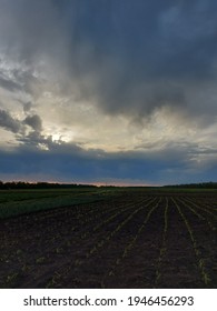 Beautiful Purple Sunset Over The Field. Fluffy Clouds