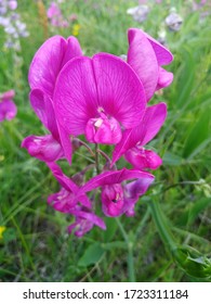 Beautiful Purple Sweat Pea Flower