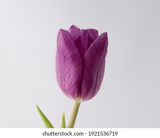 A Beautiful Purple Tulip Flower On A Simple White Background. Minimal Composition. Spring.