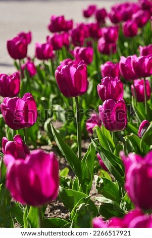 beautiful purple tulips n in the garden in the sun. beautiful spring background Foto stock © 