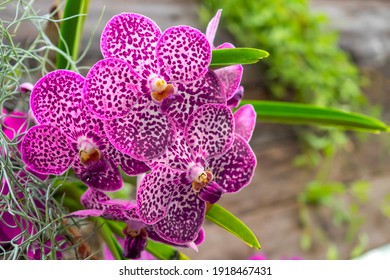 Beautiful Purple Vanda Orchids Blooming In Orchid Farm. Selective Focus.

