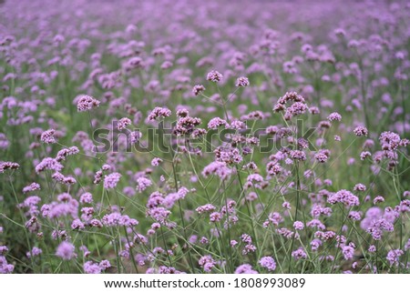 Similar – Hallig Gröde | Sand lilacs on the salt marsh