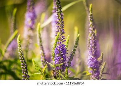 Veronica Flower 图片 库存照片和矢量图 Shutterstock