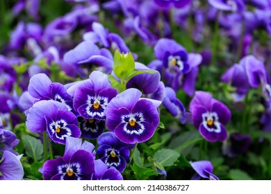 Beautiful purple viola flowers in spring
