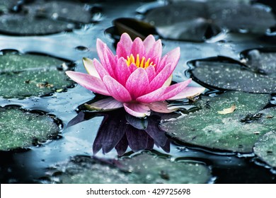 Beautiful Purple Water Lily - Nymphaeaceae - In The Garden Pond. Cool Blue Photo Filter. Seasonal Natural Background. Beauty In Nature.