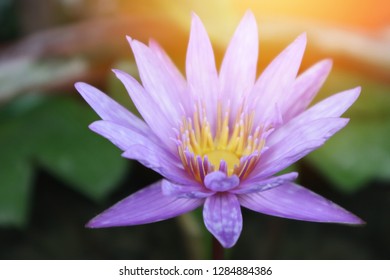 Beautiful purple waterlily or lotus flower in water pot