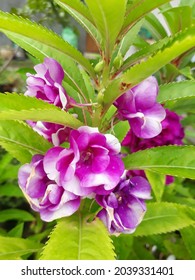 Beautiful purple and white double petal Impatiens balsamina flower in the morning. Balsam flower is easy to grow and usually used as ornamental plant in the garden. 