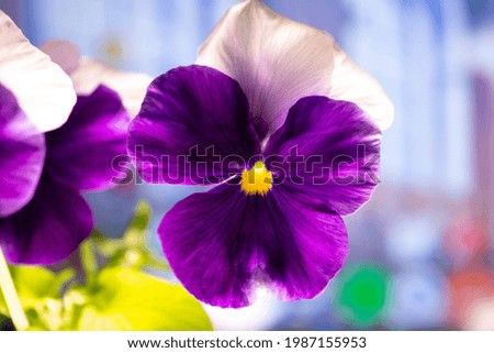 Similar – Wild pansies on the meadow