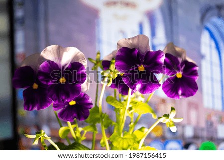 Wild pansies on the meadow