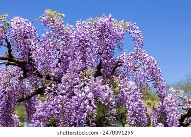 Beautiful purple wisteria flowers blooming in the garden. - Powered by Shutterstock