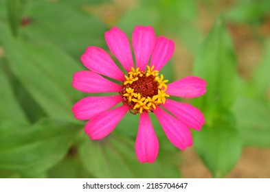 19,518 Purple Zinnia Background Images, Stock Photos & Vectors ...