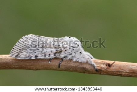 A beautiful Puss Moth, Cerura vinula, resting on a twig.