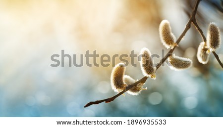 Beautiful pussy willow flowering branch with fluffy catkins in sunlight closeup. Soft and gentle spring background with copy space.
