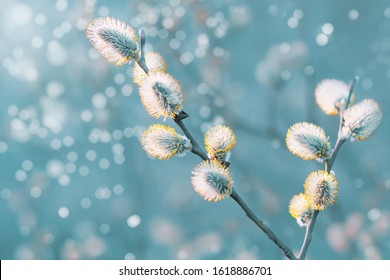 Beautiful pussy willow flowers branches. Easter palm sunday holiday. Amazing elegant artistic image nature in spring. Willow flowers and sunlight. Spring easter pussy willow branches.