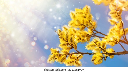 Beautiful pussy willow flowers branches. Early spring beautiful flowers. Pussy willow's twigs. Pussy willow spring time background. Copy space. - Powered by Shutterstock