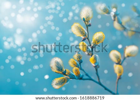 Beautiful pussy willow flowers branches. Easter palm sunday holiday. Elegant artistic image nature. Willow flowers and sunlight. Spring pussy willow branches on turquoise background. Copy space.