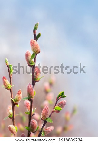Beautiful pussy willow flowers branches. Early spring beautiful flowers.  Pussy willow's twigs. Pussy willow spring time background. Amazing elegant artistic image nature in spring. Copy space.