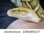 beautiful python in the hands of a man