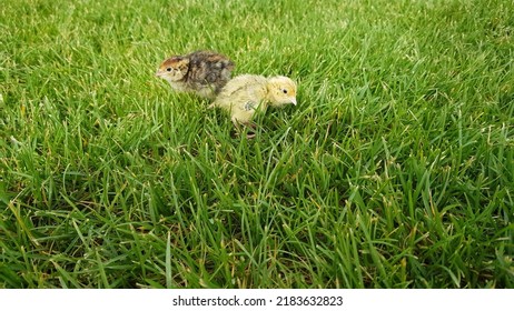 Beautiful Quail Chicks In Nature