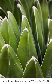 Beautiful Queen Victoria Agave. Cacti Succulent With Green Smooth Long Leaves, A Scarlet-like Plant In A Botanical Garden Greenhouse, Plantation In Mexico. Vertical Wallpaper With Succulents In Mexico