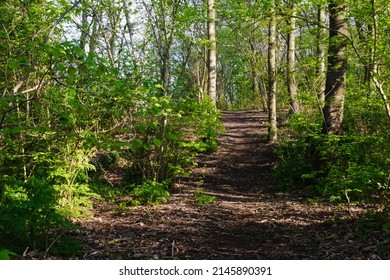 Beautiful Quiet Forest Path Uphill